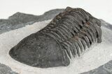 Paralejurus Trilobite Fossil - Ofaten, Morocco #204216-5